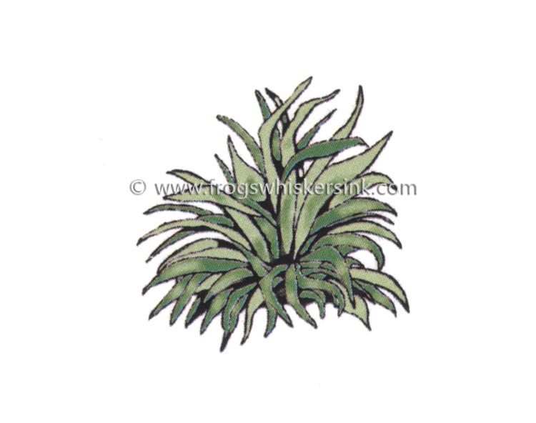 Tampon encreur Frog's Whiskers - Hosta n°2