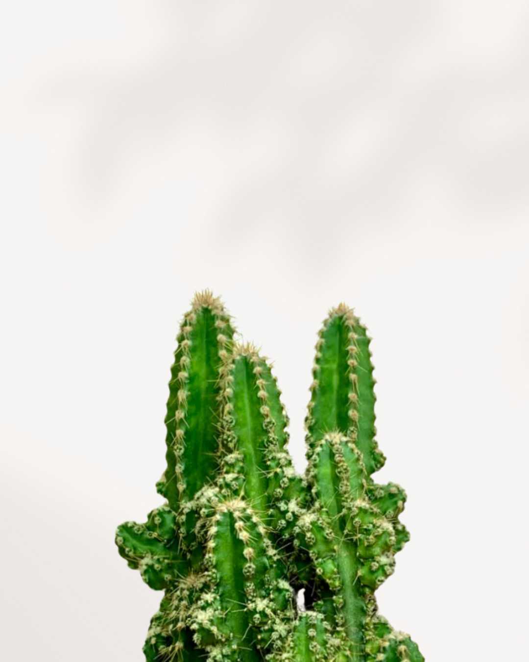Cactus Cereus Château de Fées