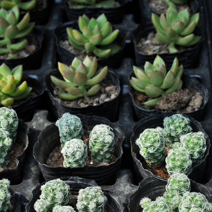 30 succulentes assorties colorées de 3,8 cm - Cadeaux pour événements