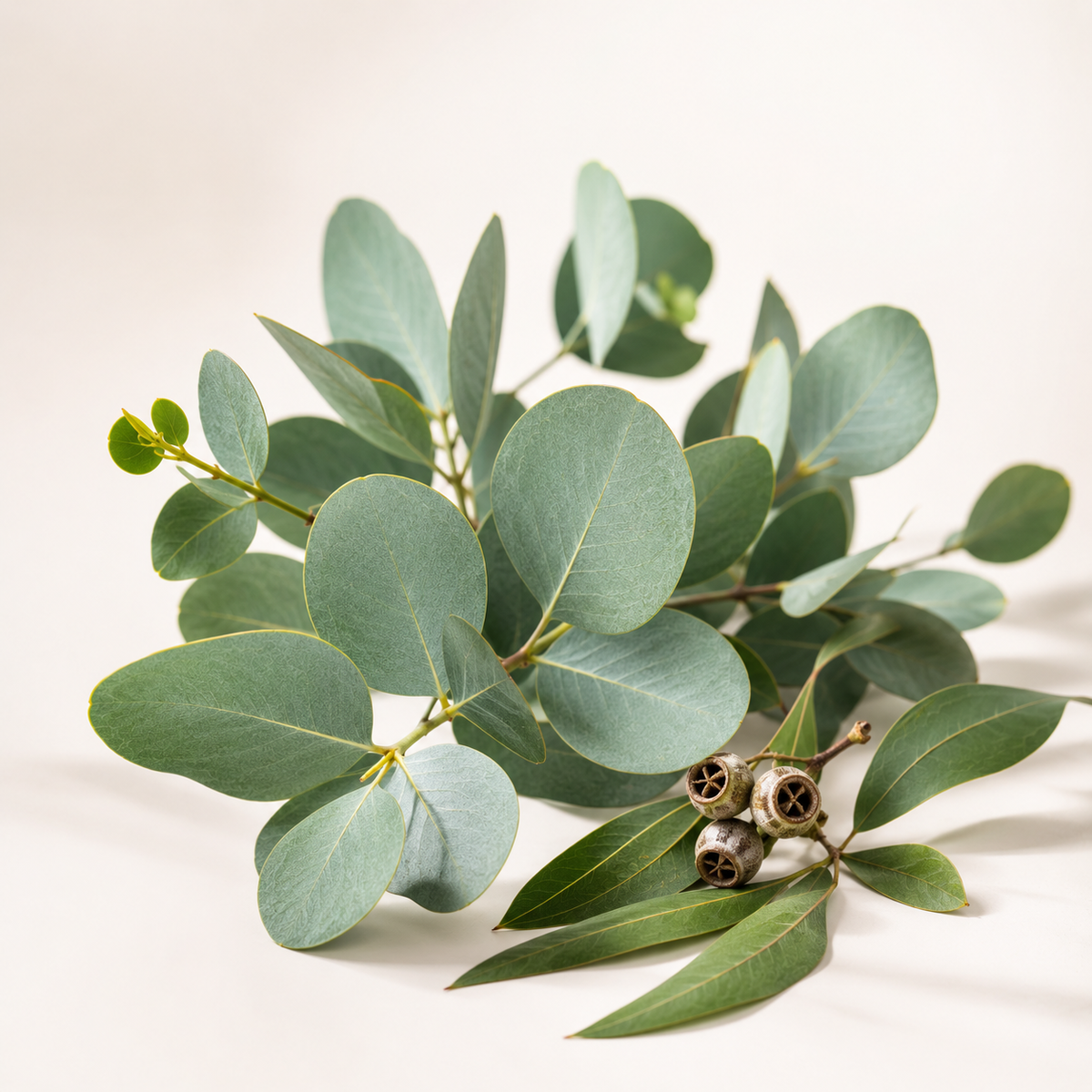 Amerindian #08 Eucalyptus Incense Sticks
