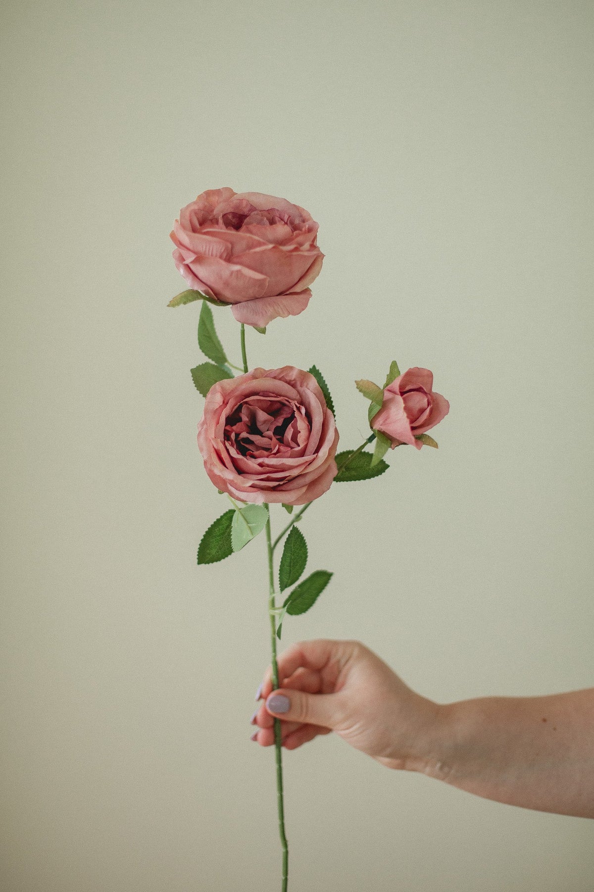 Grande tige de rose