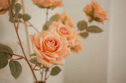 3 tiges de roses écloses