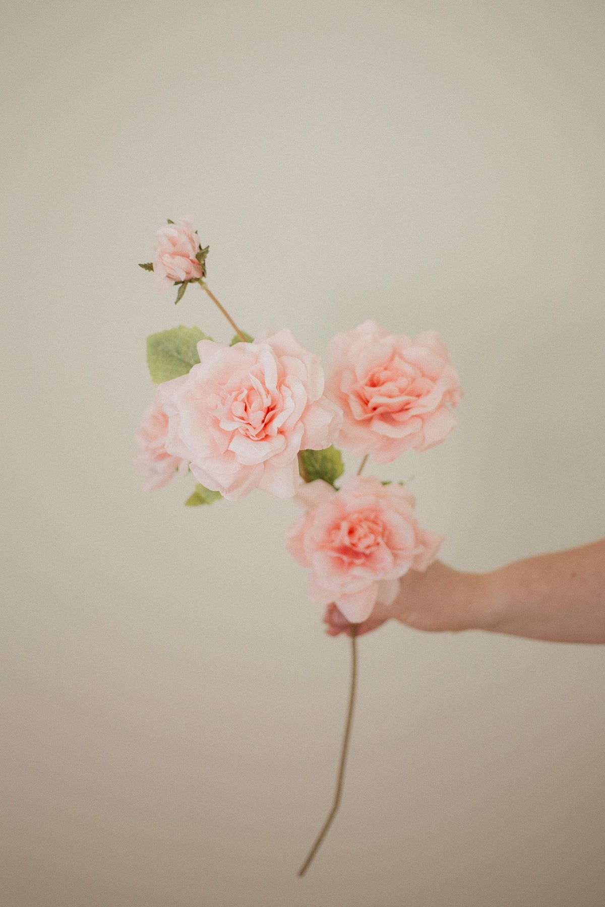 Branche de rose