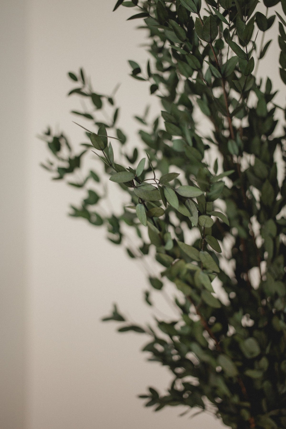 Saule court italien (Parvifolia)