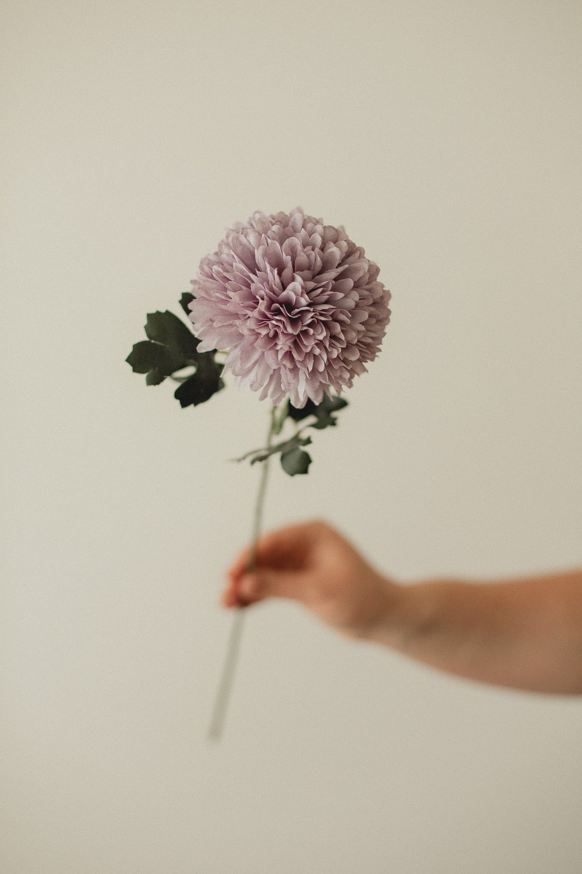 Chrysanthème