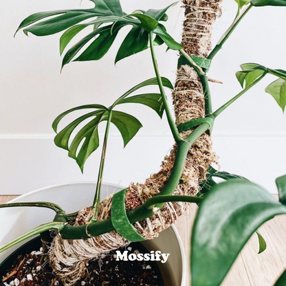 Tuteur en Mousse Souple Original™ - Meilleure Vente (Tiges Incluses)