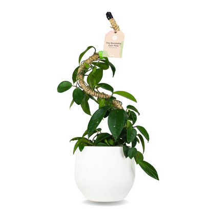 Pack ultime de tuteurs flexibles pour plantes