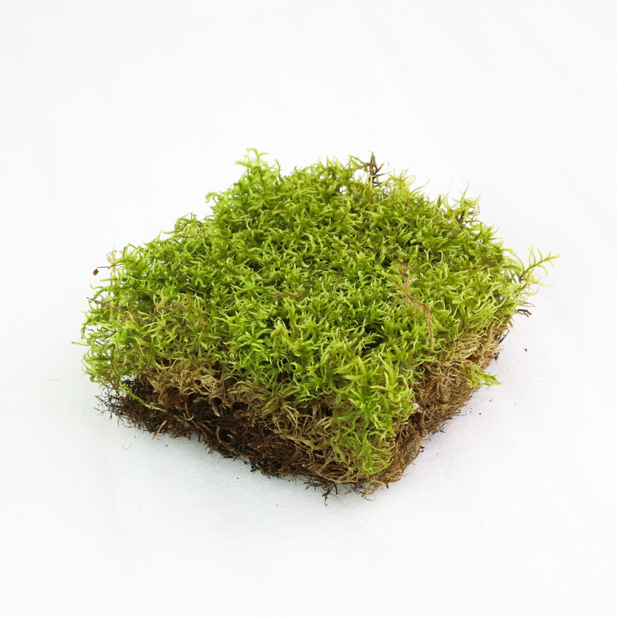 Natural Canadian Forest Moss - Revita-Moss™ (Pleurozium schreberi)
