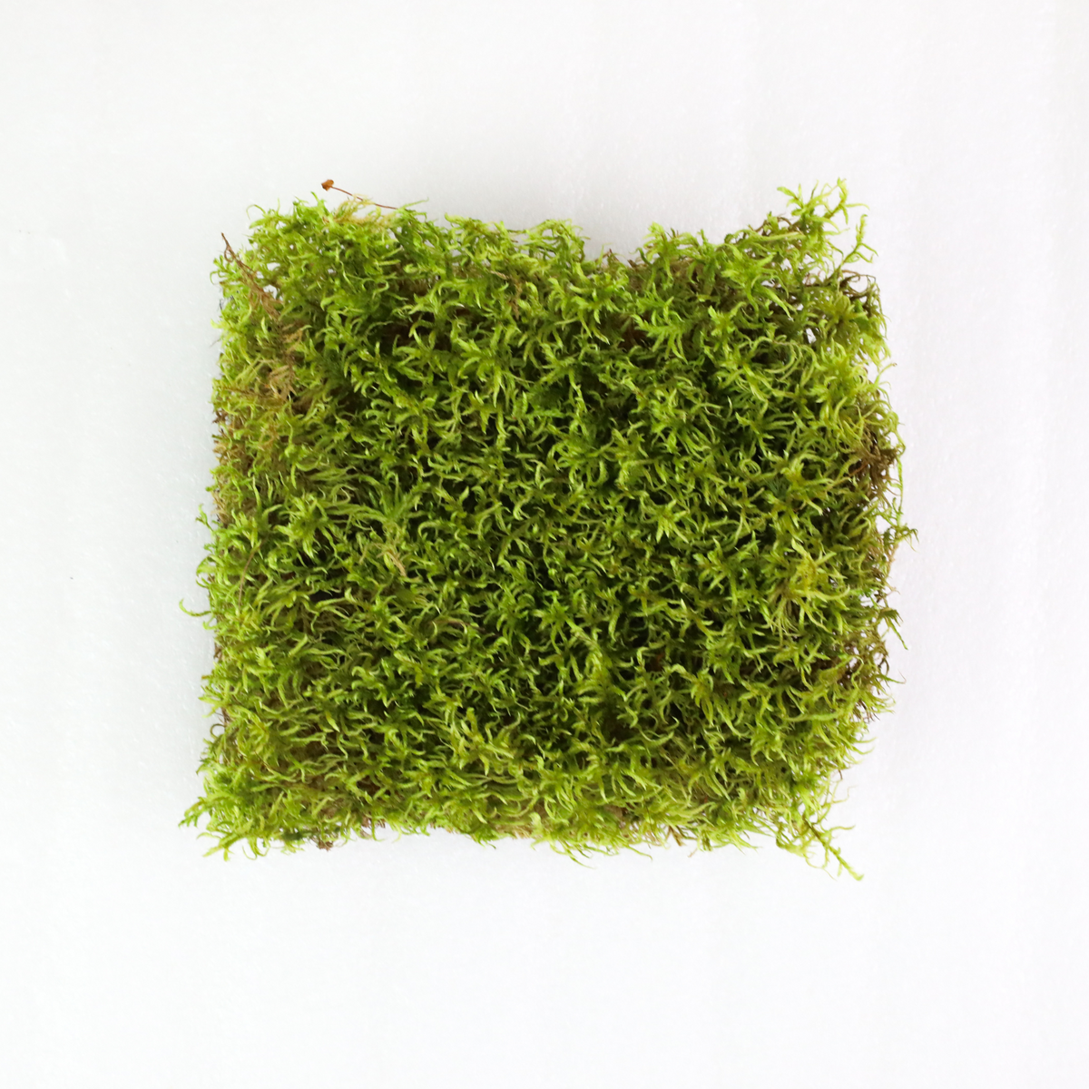 Natural Canadian Forest Moss - Revita-Moss™ (Pleurozium schreberi)