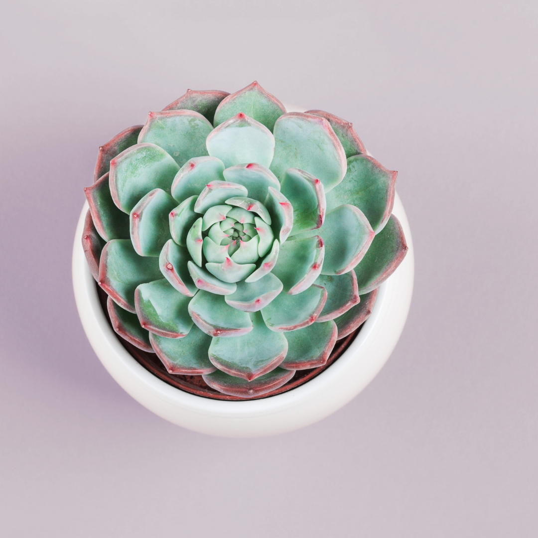 30 succulentes assorties colorées de 3,8 cm - Cadeaux pour événements