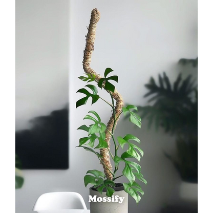 Pack ultime de tuteurs flexibles pour plantes