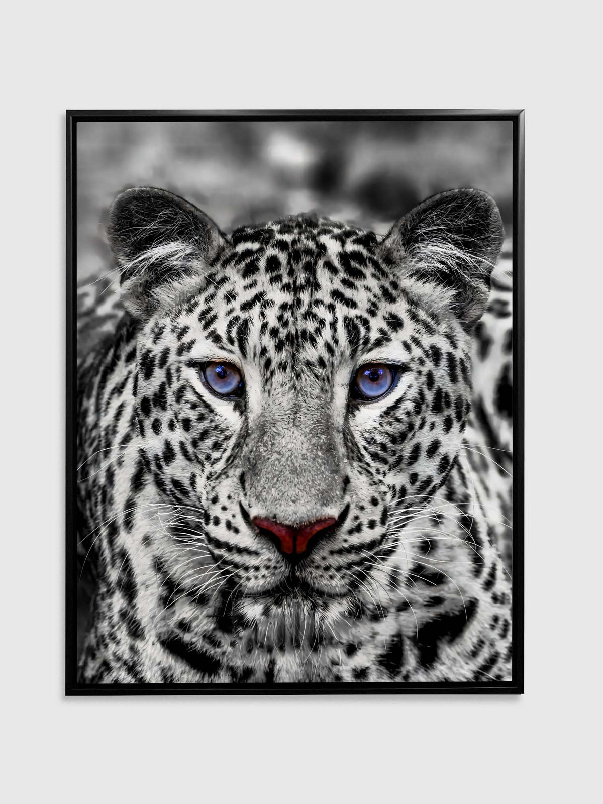 Décoration murale-Tigre blanc aux yeux bleus- Décoration sur le thème de la faune et la flore