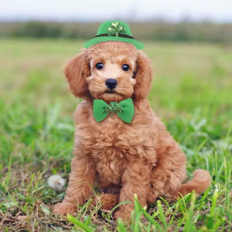 Ensemble de la Saint-Patrick – Ensemble d'accessoires de luxe festifs pour chiens