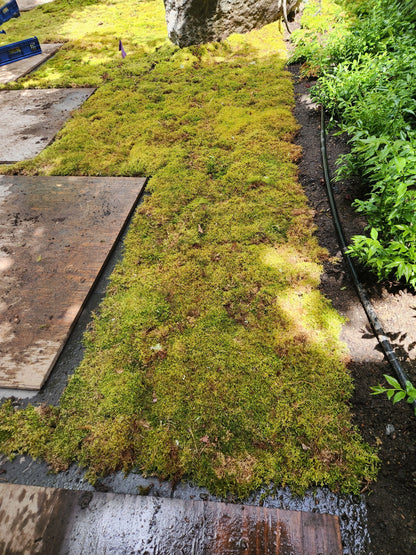 Natural Canadian Forest Moss - Revita-Moss™ (Pleurozium schreberi)