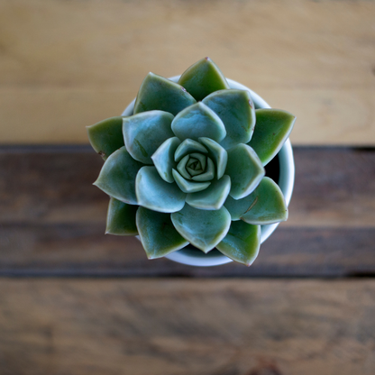 30 succulentes assorties colorées de 3,8 cm - Cadeaux pour événements