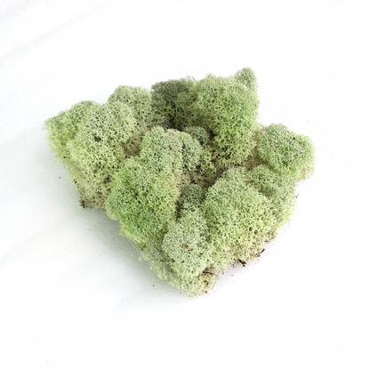 Natural Canadian Reindeer Moss - Revita™-Moss