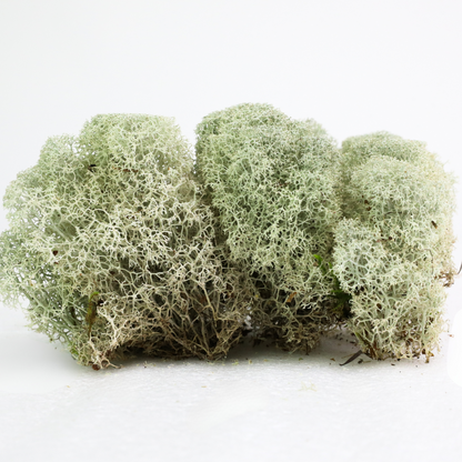 Natural Canadian Reindeer Moss - Revita™-Moss
