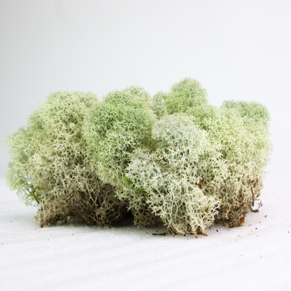 Natural Canadian Reindeer Moss - Revita™-Moss