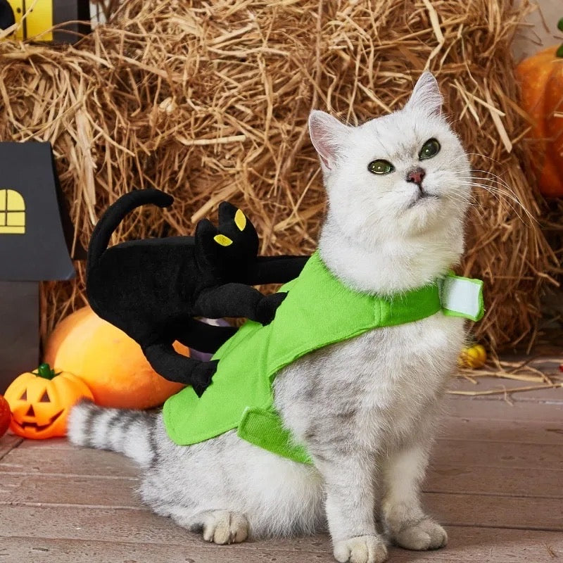 Un déguisement d'Halloween pour chien chat peureux