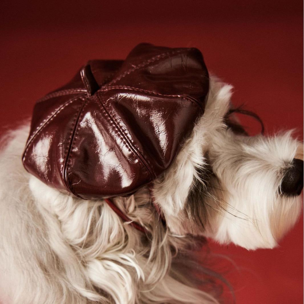 Monsieur Chapeau Chien | Béret Chien
