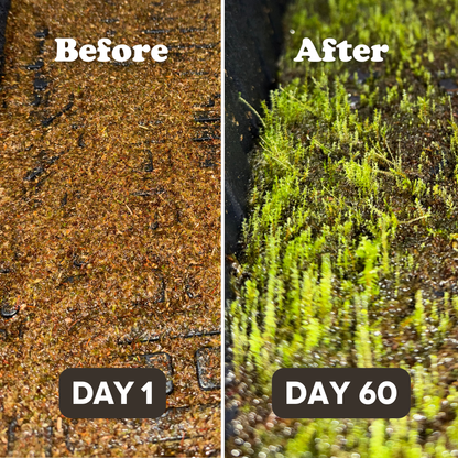 Native Boreal Mix Growable Moss for the Sun