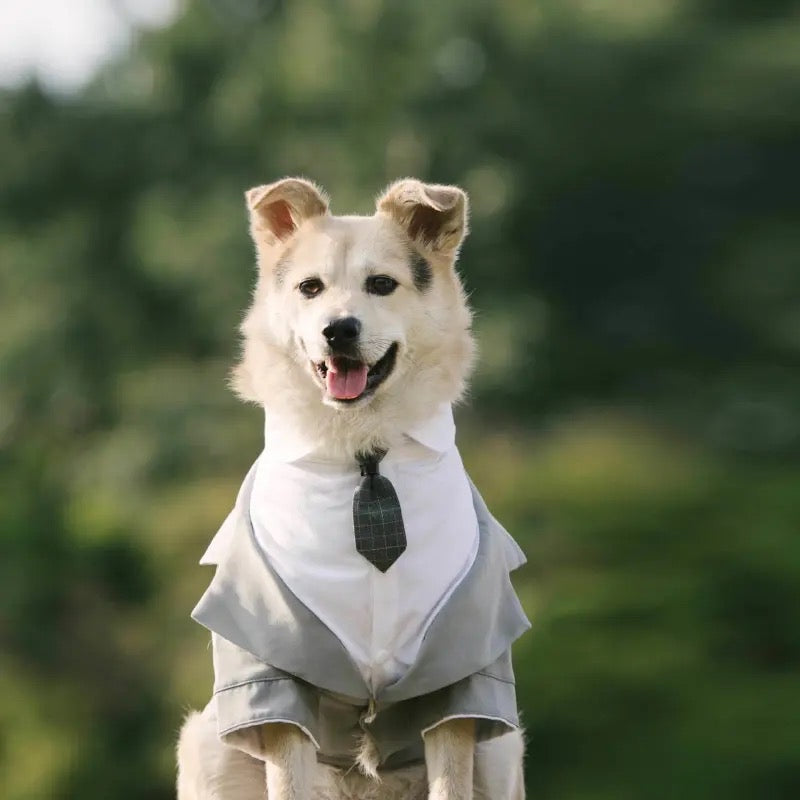 Smoking de mariage pour chien | Tenue de cérémonie