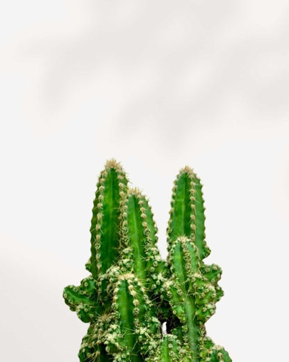 Cactus Cereus Château de Fées