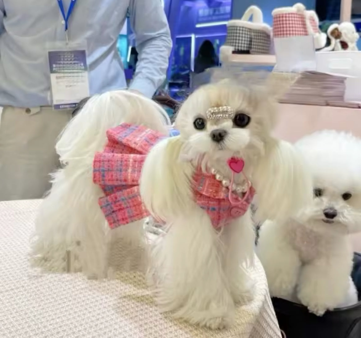 Robe Paris – Robe de Luxe pour Chien