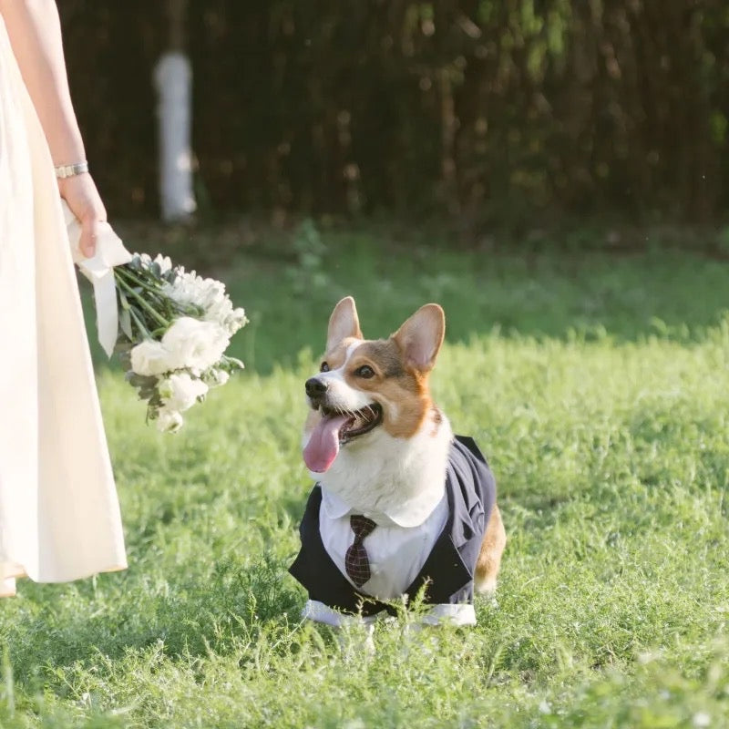 Smoking de mariage pour chien | Tenue de cérémonie