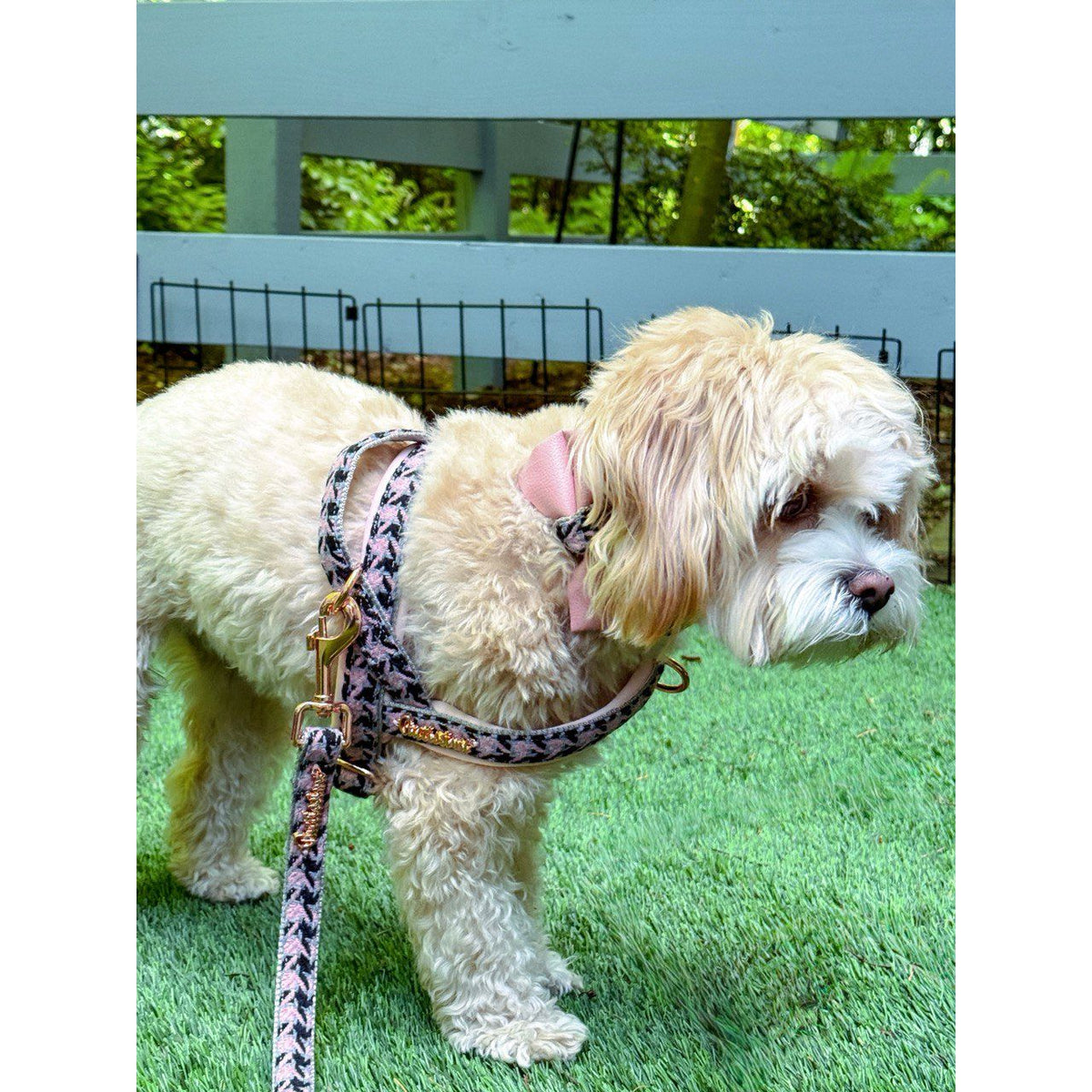 Elite collar