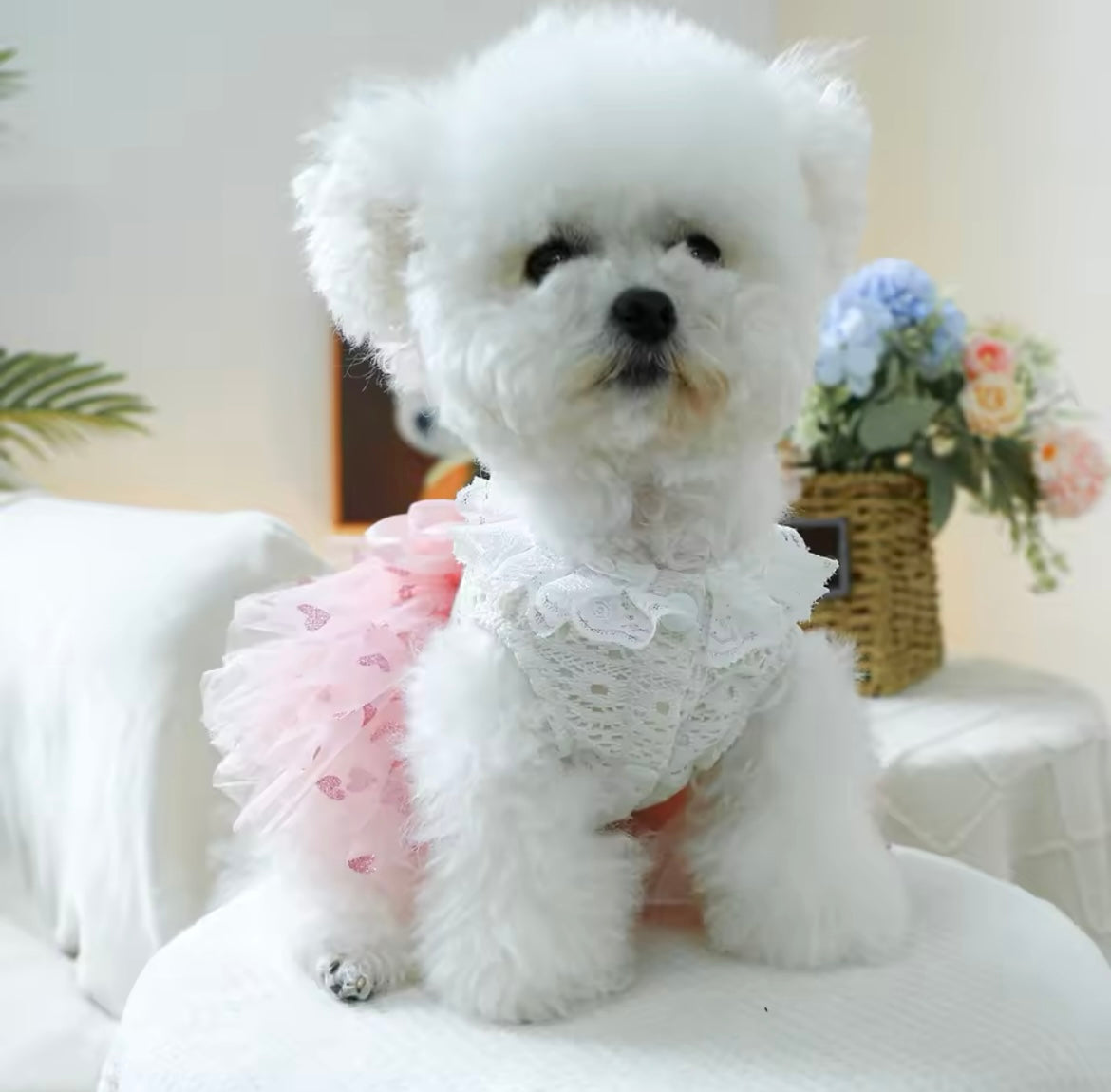 Robe pour chien Laura | Robe de créateur pour petits chiens
