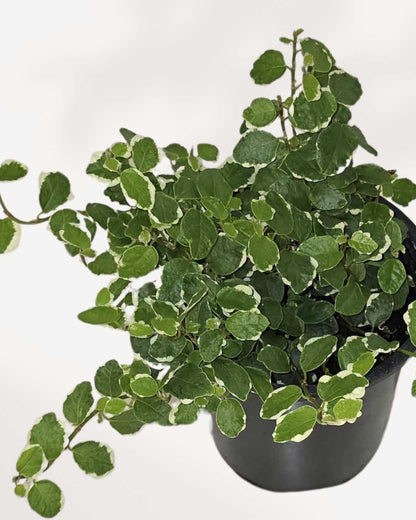Ficus rampant