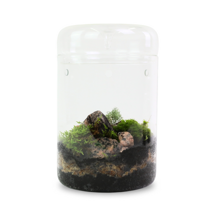 Natural Canadian Forest Moss - Revita-Moss™ (Pleurozium schreberi)