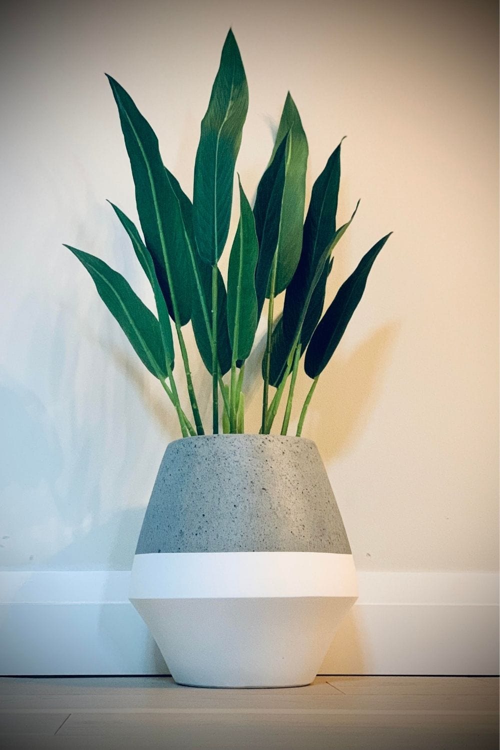 Gia Cement Planter