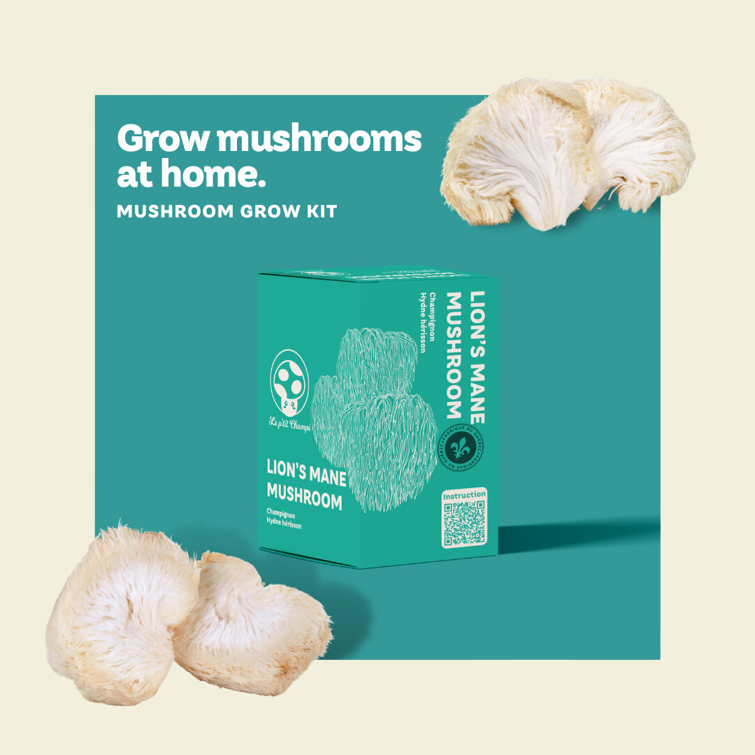 Kit de culture de champignons Crinière de lion