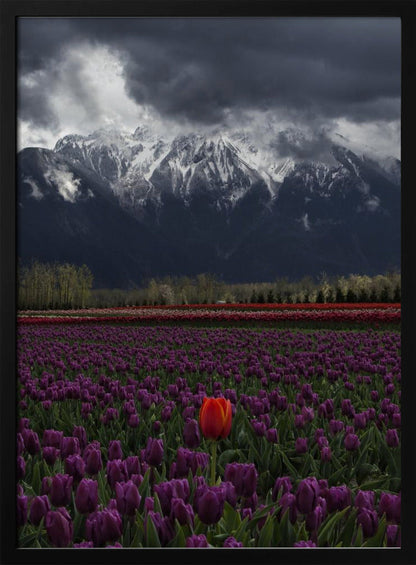Art mural Tulipe à Vancouver, Canada