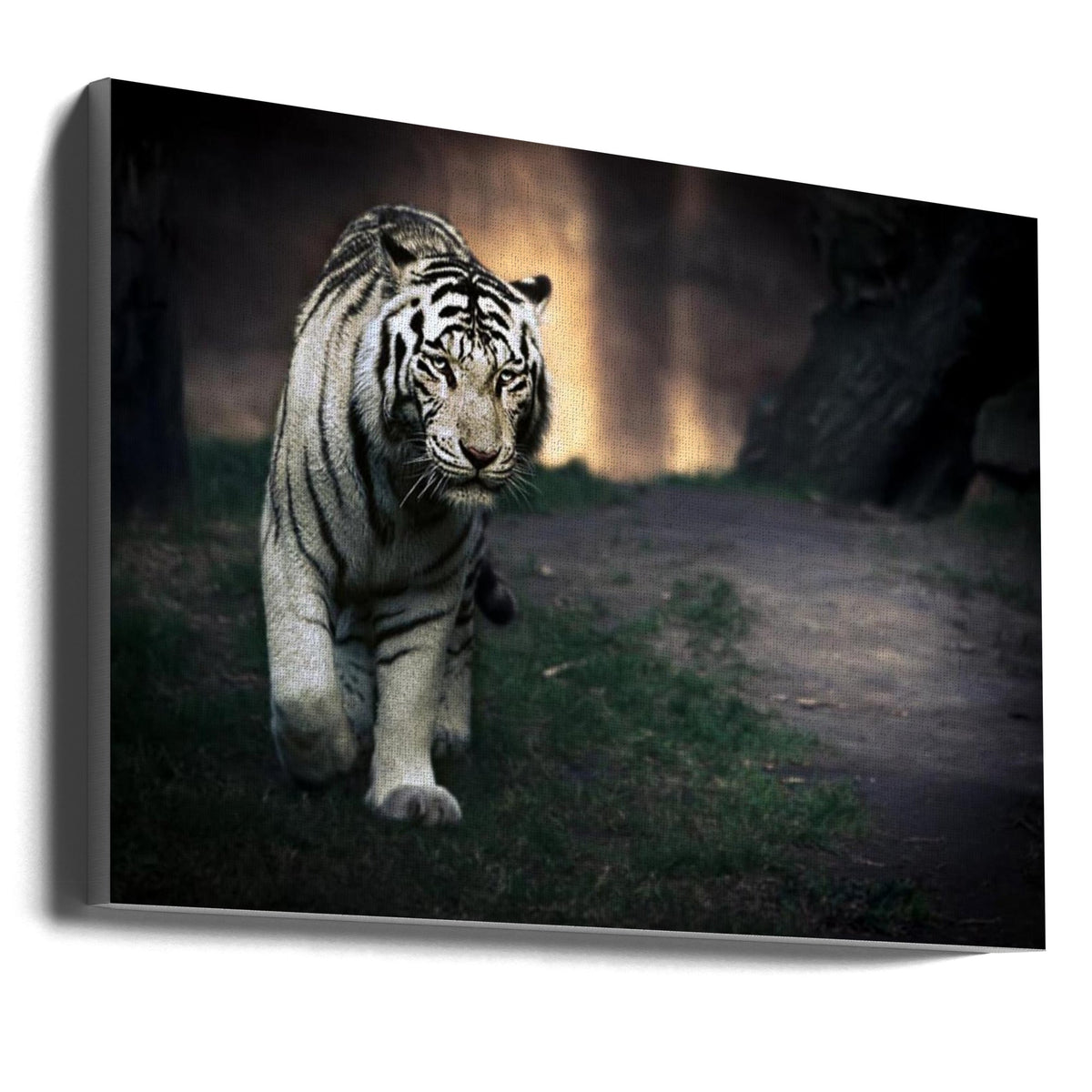 White Tiger Walking through a Dark Landscape Canvas Wall Art | White walker