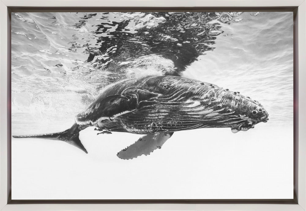 Humpback whale calf