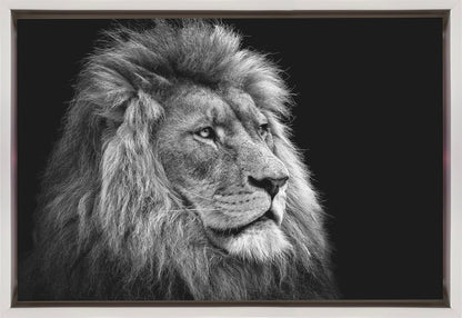 Black and White Lion in Side Profile Canvas Wall Art