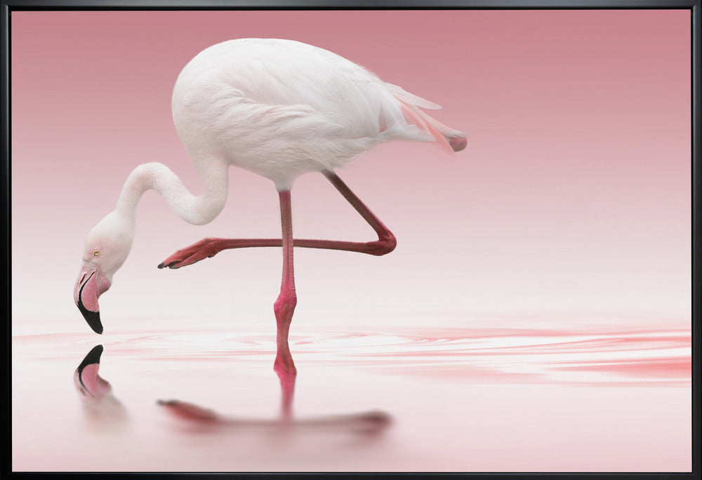 Décoration murale Flamant rose