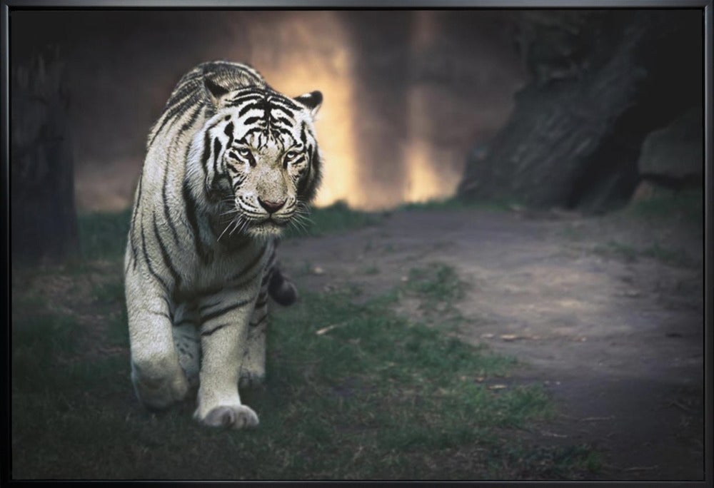 White Tiger Walking through a Dark Landscape Canvas Wall Art | White walker