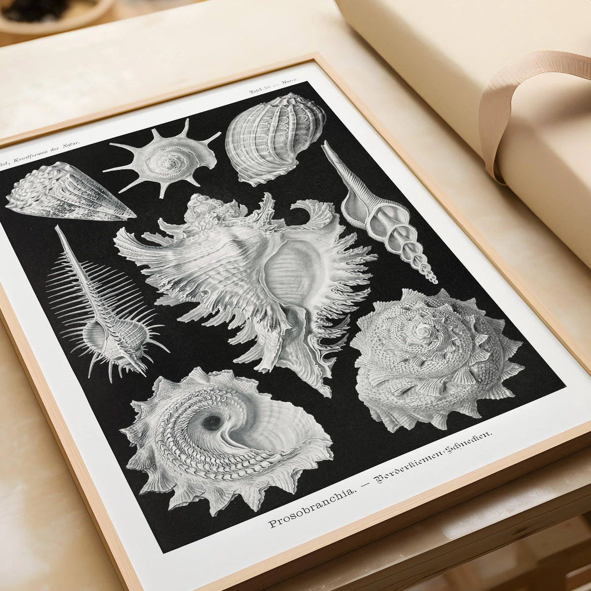 Impression d'art Coquillages d'Ernst Haeckel : Vie marine noire et blanche