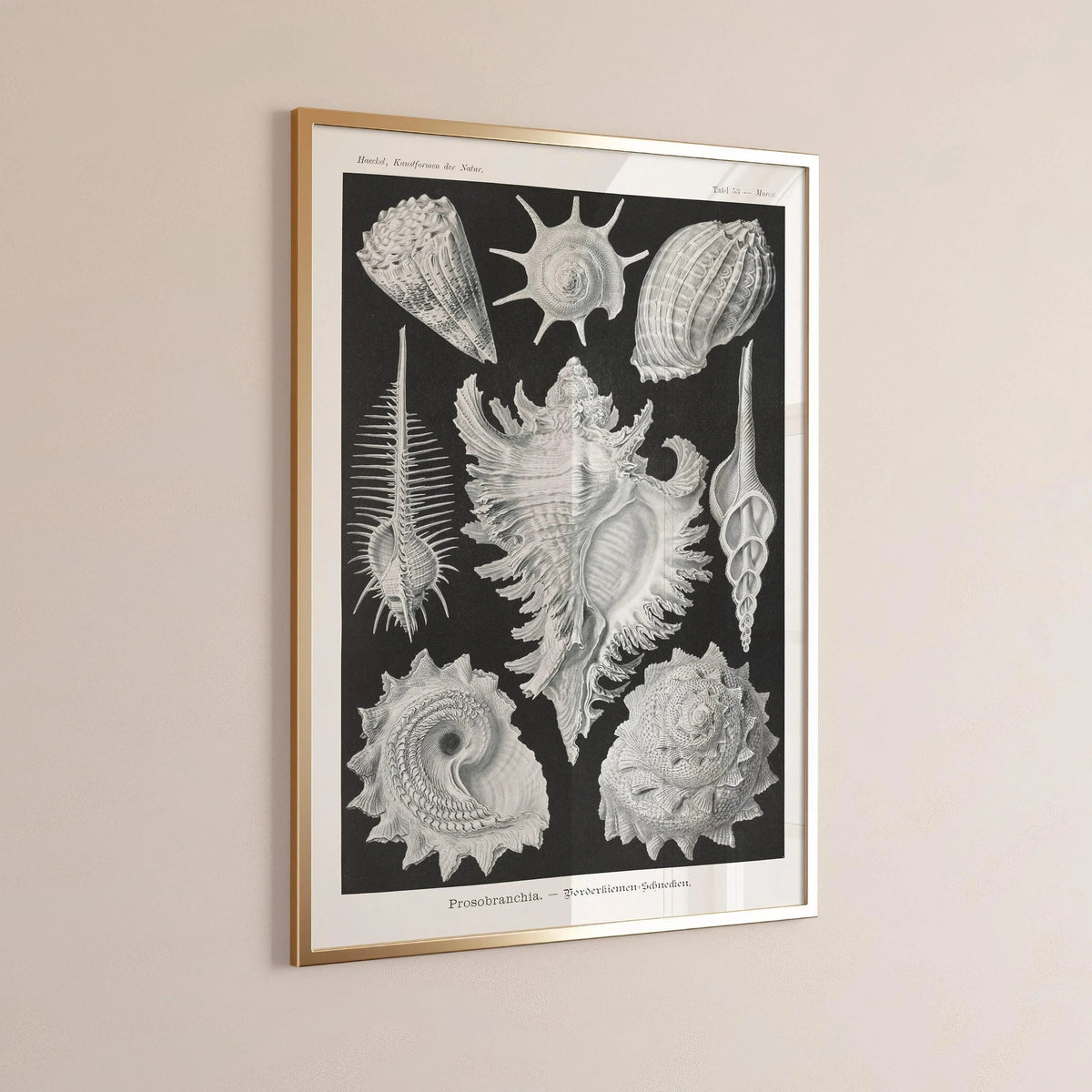 Impression d'art Coquillages d'Ernst Haeckel : Vie marine noire et blanche
