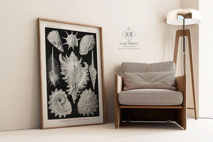 Impression d'art Coquillages d'Ernst Haeckel : Vie marine noire et blanche