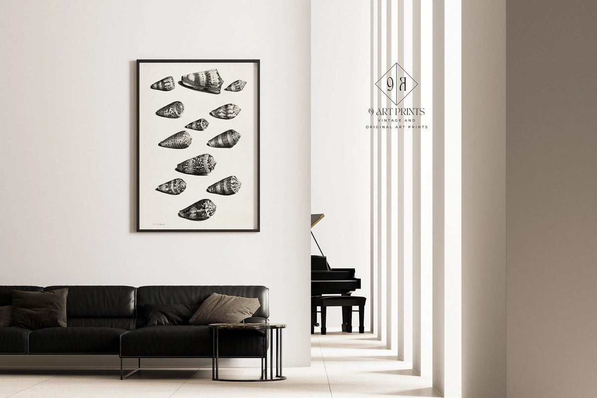 Estampe de coquillages de Maria Sybilla Merian : Art marin en noir et blanc