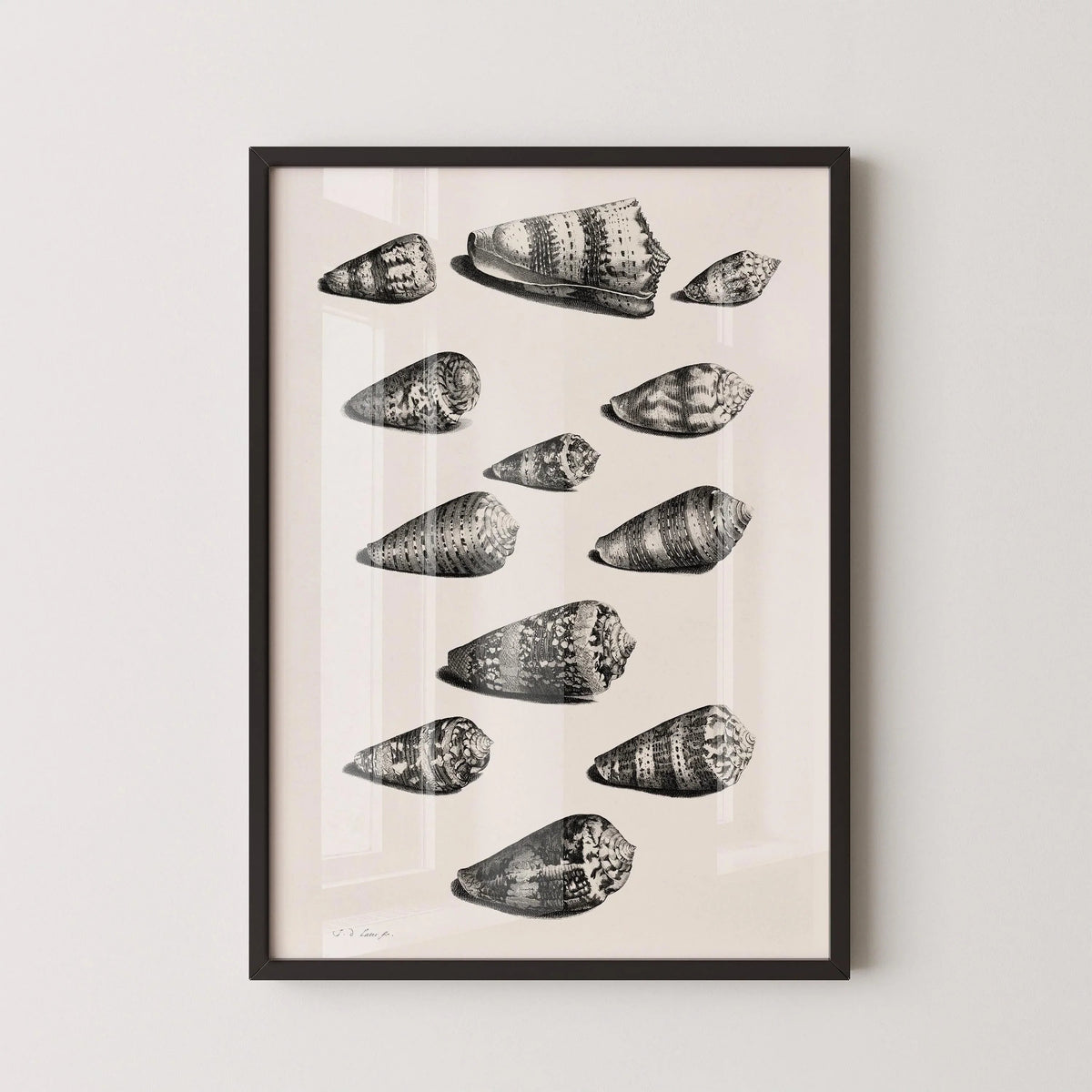 Estampe de coquillages de Maria Sybilla Merian : Art marin en noir et blanc