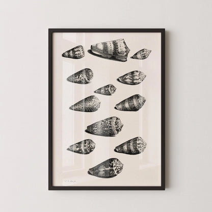 Estampe de coquillages de Maria Sybilla Merian : Art marin en noir et blanc