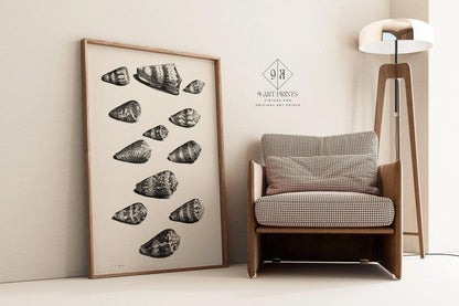 Estampe de coquillages de Maria Sybilla Merian : Art marin en noir et blanc