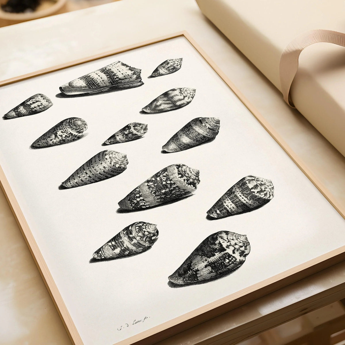 Estampe de coquillages de Maria Sybilla Merian : Art marin en noir et blanc