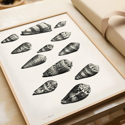 Estampe de coquillages de Maria Sybilla Merian : Art marin en noir et blanc